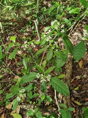 Psychotria subsessilis