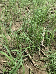Eragrostis tef