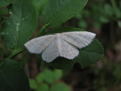 Scopula ternata