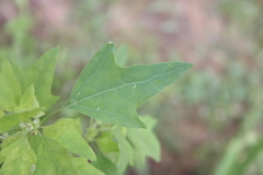 Chenopodium acerifolium