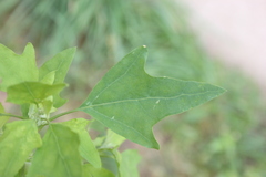 Chenopodium acerifolium
