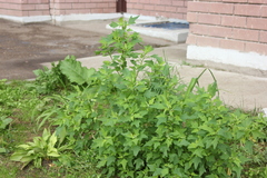 Chenopodium acerifolium