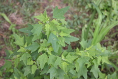 Chenopodium acerifolium