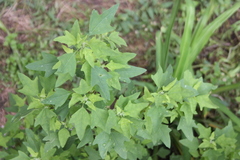 Chenopodium acerifolium