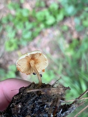Gymnopilus palmicola