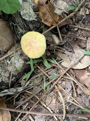 Gymnopilus palmicola