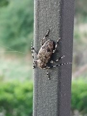 Aegomorphus clavipes