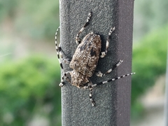 Aegomorphus clavipes