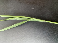 Eragrostis tef