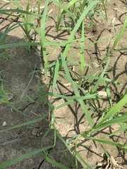 Eragrostis tef