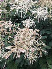 Aruncus