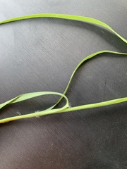Eragrostis tef