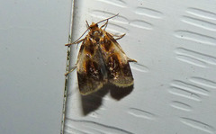 Clepsis melaleucanus