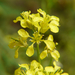 Brassica juncea - Photo (c) Dinesh Valke,  זכויות יוצרים חלקיות (CC BY-NC-SA)