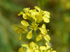 Brown Mustard - Photo (c) Dinesh Valke, some rights reserved (CC BY-NC-SA)