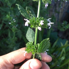 Marrubieae