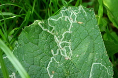 Phytomyza syngenesiae group