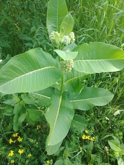 Asclepias syriaca