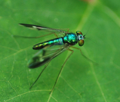 Condylostylus nebulosus