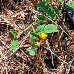 Rhynchosida physocalyx