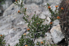 Lindleya mespiloides