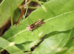 Diachrysia chrysitis