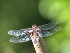 Libellula depressa