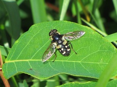 Sericomyia lata