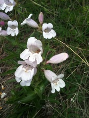 Penstemon cobaea