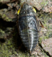 Aphrodinae