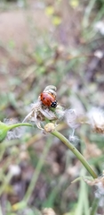 Hippodamia convergens