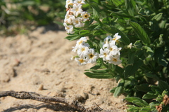 Tournefortia sibirica