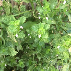 Marrubieae