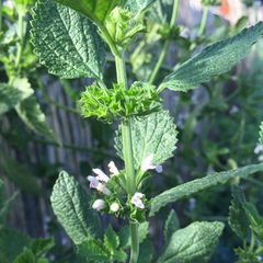 Marrubieae