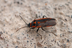 Melacoryphus circumlitus