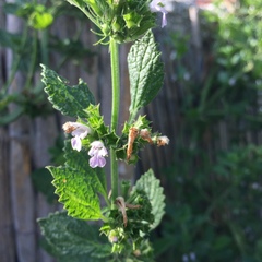 Marrubieae