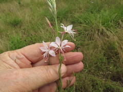 Oenothera demareei