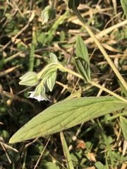 Trichodesma zeylanicum