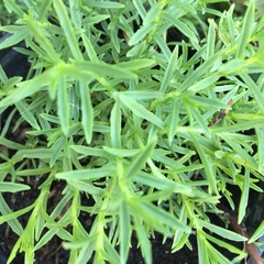 Mentha cervina