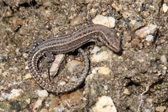 Podarcis guadarramae
