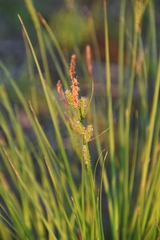 Carex cespitosa