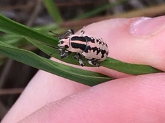 Eudiagogus rosenschoeldi