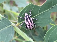 Eudiagogus rosenschoeldi