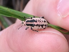 Eudiagogus rosenschoeldi