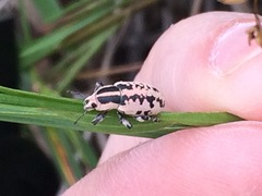 Eudiagogus rosenschoeldi