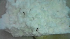 Formicidae