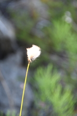 Eriophorum brachyantherum