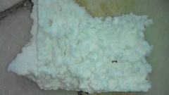 Formicidae