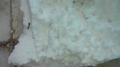 Formicidae