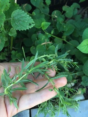 Mentha cervina